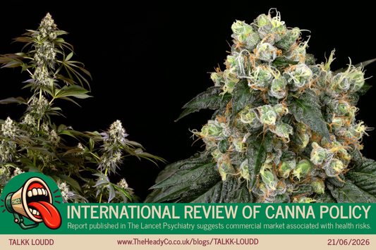 International review raises new questions about cannabis legalisation in the UK.